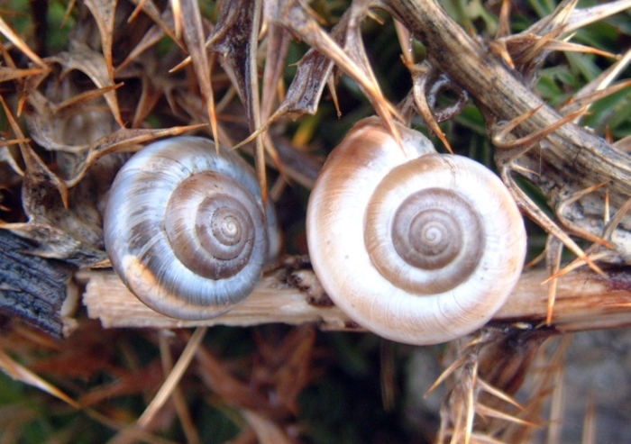 Colore del mollusco in Monacha del gruppo cantiana